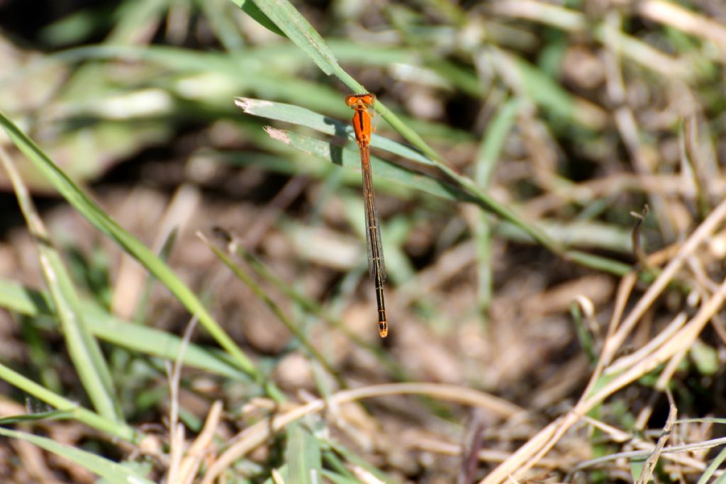 Ischnura pumilio,  femmina immatura